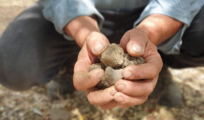 Truffle Hunting, Culinary & Wine Celebration From Elounda - Inclusions