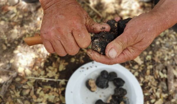 Truffle Hunting, Culinary & Wine Celebration From Elounda - Common Questions