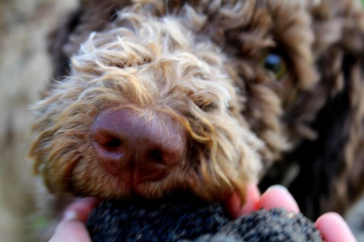 Truffle Hunting Experience Near Parma With Our Dogs - Truffle Hunting Experience Overview