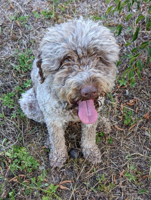 Truffle Hunting Experience Near Parma With Our Dogs - Truffle Hunting Duration and Guide