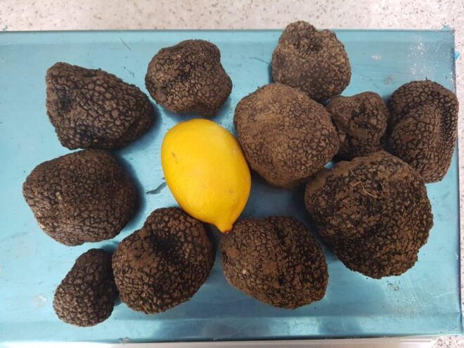Truffle Hunting Experience Near Parma With Our Dogs - Inclusions in the Truffle Hunting Package