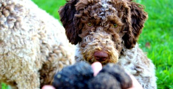 Truffle Hunting Experience Near Parma With Our Dogs - Frequently Asked Questions