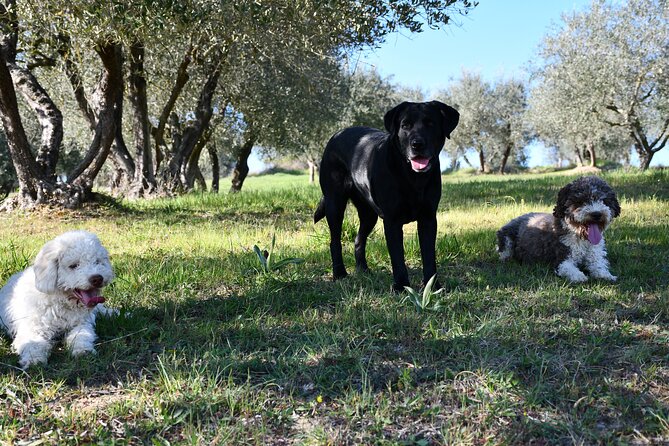 Truffle Hunting Experience Siena Tartufi - What To Expect