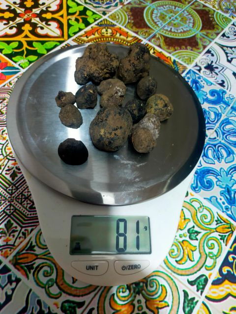Truffle Hunting Experience With a Guide - Activity Overview