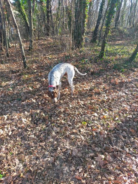 Truffle Hunting Experience With a Guide - Truffle Hunting Details
