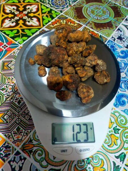 Truffle Hunting Experience With a Guide - Frequently Asked Questions