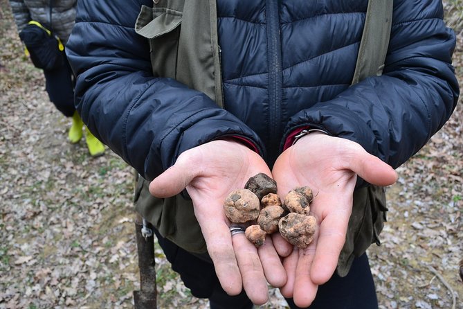 Truffle Hunting Experience With Lunch in San Miniato - The Sum Up