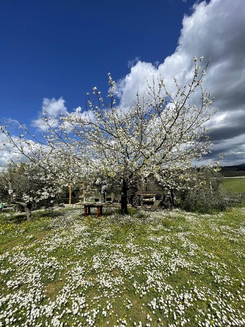 Truffle hunting in Chianti with pasta cooking class & lunch - Final Thoughts: Is This Experience Worth It?