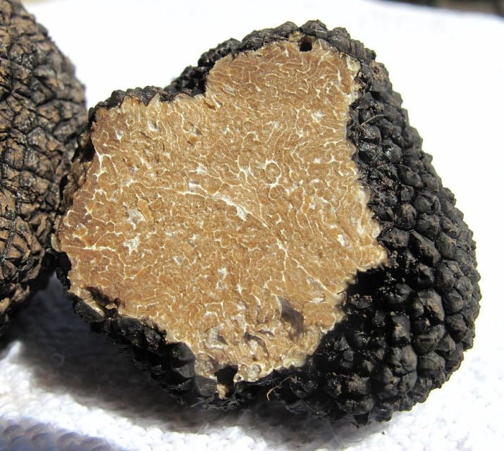 Truffle Hunting in Istria Private Experience - Good To Know