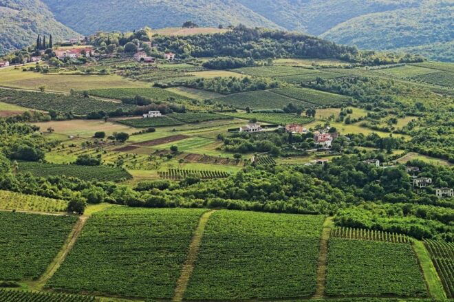 Truffle Hunting in Istria Private Experience - Pairing With Local Wine