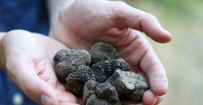 Truffle Hunting in Provence - Full Description of the Activity