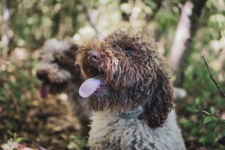 Truffle Hunting in San Gimignano - Logistics and Travel Information