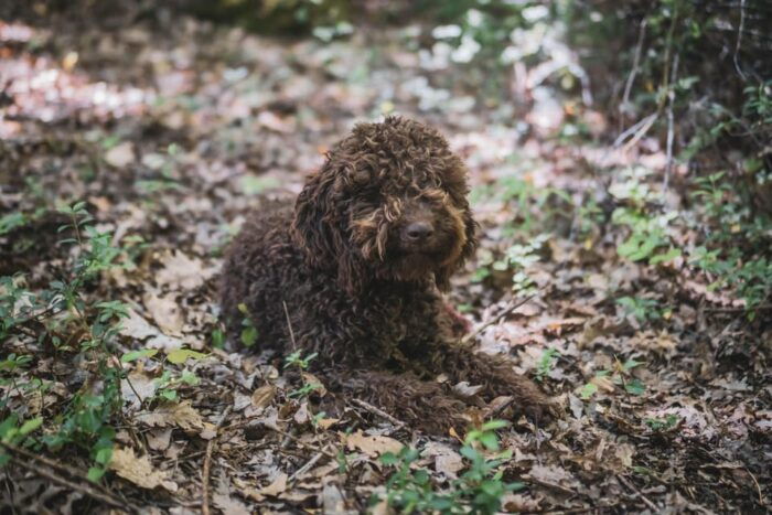 Truffle Hunting in San Gimignano - Customer Experiences and Feedback