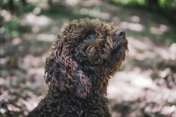 Truffle Hunting in San Gimignano - Booking Your Truffle Hunting Adventure