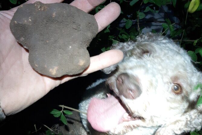 Truffle Hunting in San Miniato in Tuscany with Tasting - A Deep Dive into the Truffle Hunting Experience