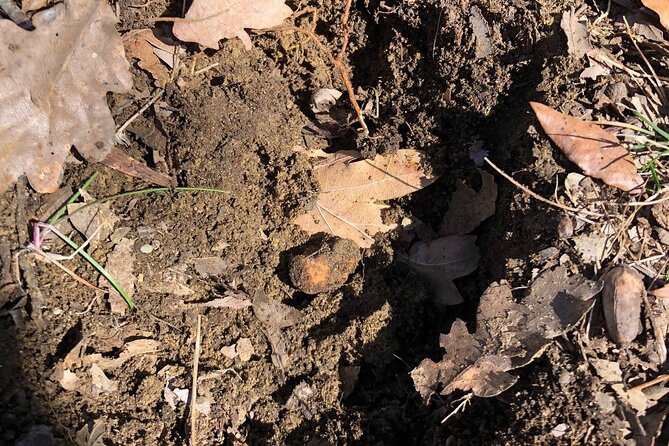 Truffle Hunting in San Miniato Tuscany With Trained Dogs - Cancellation Policy