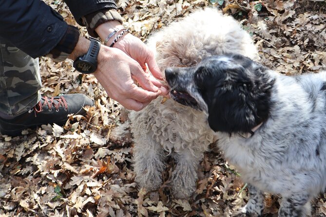 Truffle Hunting in San Miniato Tuscany With Trained Dogs - Traveler Photos to Capture the Experience