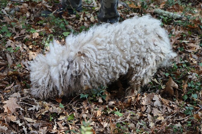 Truffle Hunting in San Miniato Tuscany With Trained Dogs - Common Questions