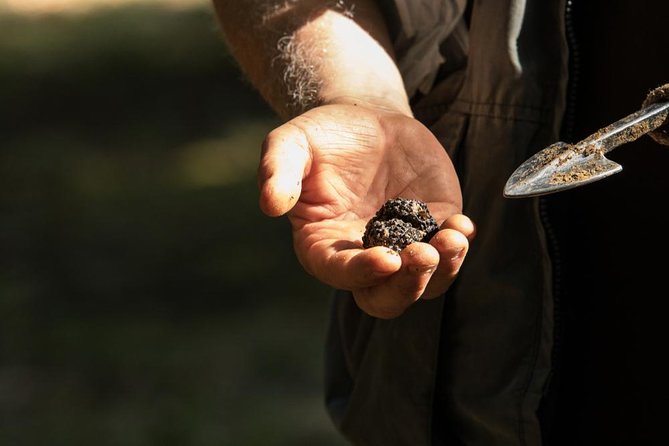 Truffle Hunting in Siena Countryside - Discover the Charm of Tuscan Forests