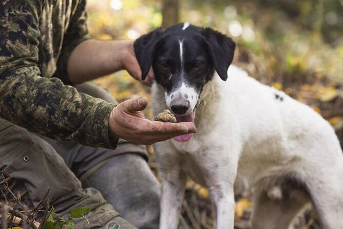 Truffle Hunting in Siena Countryside - Join a Truffle Hunter and Dogs