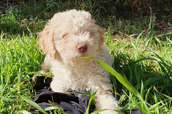 Truffle Hunting in the Sicani Mountains: a Unique Experience in Sicily - The Sum Up