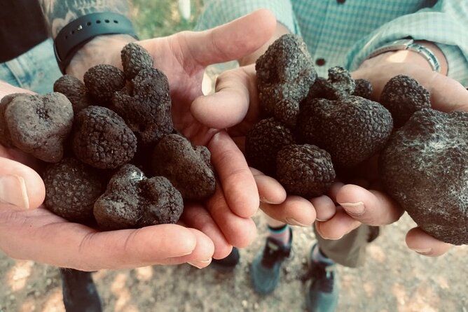 Truffle Hunting in Tuscany - Truffle Hunting Techniques