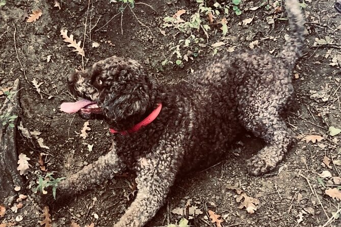 Truffle Hunting in Tuscany - Common Questions