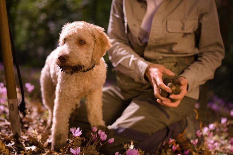 Truffle Hunting, Lunch & Cooking Class in Rome's Countryside - Who Should Consider This Experience?