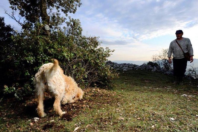 Truffle Hunting With Tasting Included - Umbria, Italy - Reviews and Rating Information
