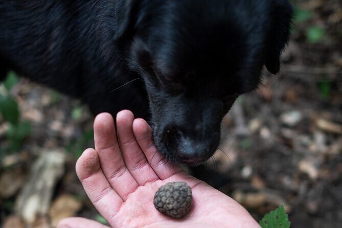 Truffle Hunting with Three Course Meal by Local Family - Final Thoughts