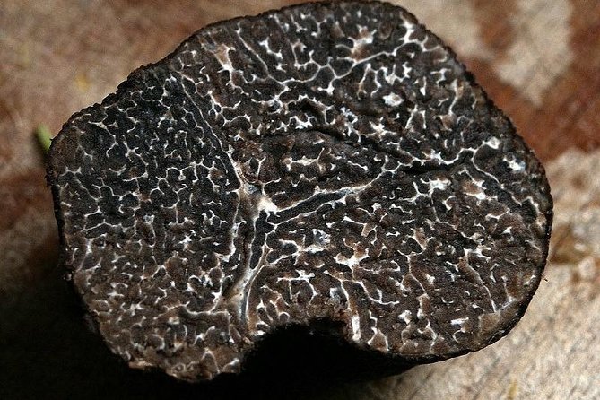 Truffle Hunting With Wine Tasting in Chianti - Contact Information