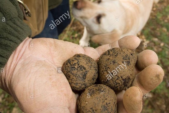 Truffle Hunting With Wine Tasting in Chianti - The Sum Up