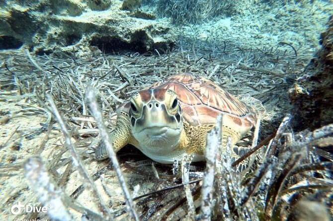 Try a Scuba Diving Experience - The Sum Up