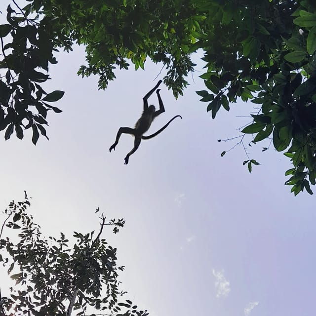 Try: Ancient Mayan Temples, Mayan Wildlife, Tacos, Cenote! - Private Group Option