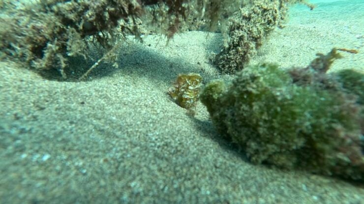 Try Dive and Have a Wonderful Experience in Lanzarote - Good To Know