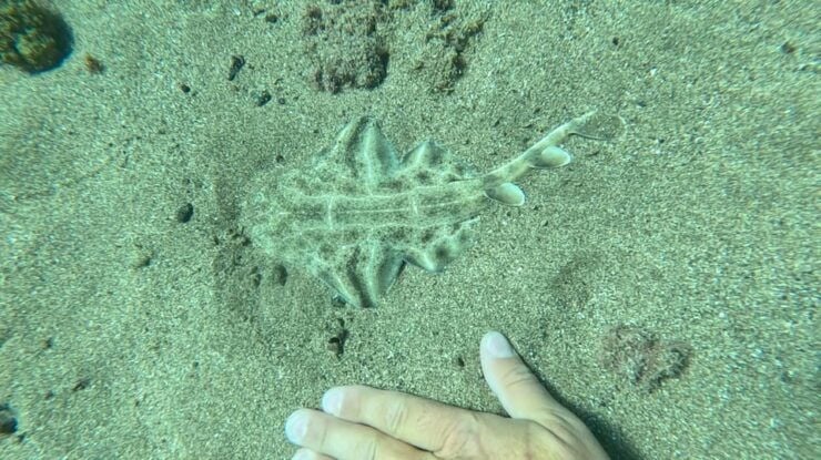 Try Dive and Have a Wonderful Experience in Lanzarote - Highlights and Experiences