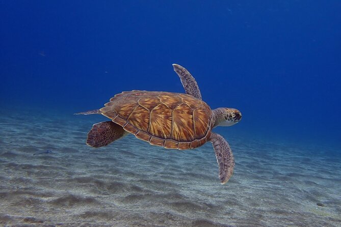 Try Dive in Abades Bay With a Private Instructor - Good To Know