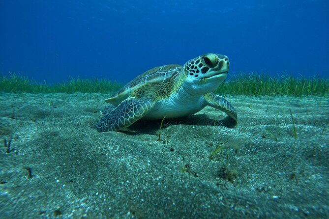 Try Dive in Abades Bay With a Private Instructor - Inclusions