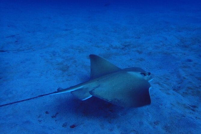 Try Dive in Abades Bay With a Private Instructor - Additional Costs