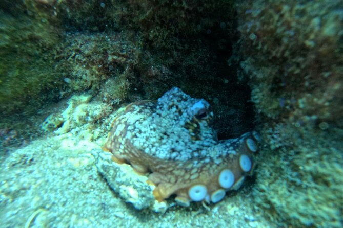 Try Dive in Abades Bay With a Private Instructor - Requirements