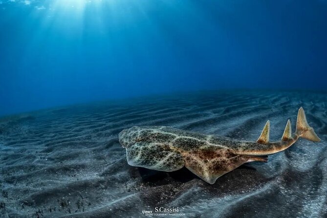 Try Dive in Abades Bay With a Private Instructor - Pricing and Booking