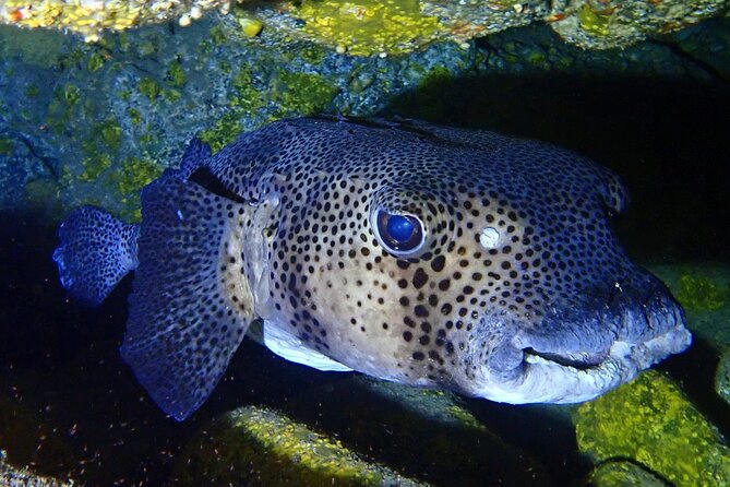 Try Dive in Abades Bay With a Private Instructor - Frequently Asked Questions