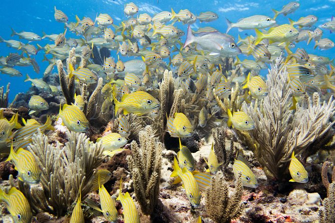 Try Dive in Cancun Underwater Museum - Additional Information
