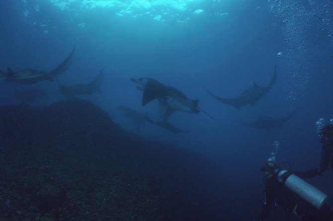 Try Dive With Manta Rays in Bali - Tour Information and Group Size