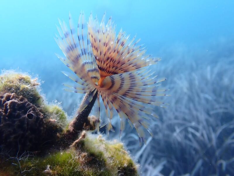 Try Diving Adventure - Frequently Asked Questions