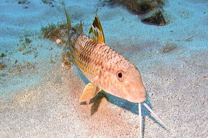 Try diving in Lanzarote Beginners 2 dives - Costa Teguise - Why This Lanzarote Diving Tour Stands Out