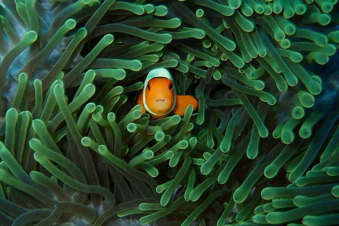 Try Diving in Nusa Lembongan - Penida. for Beginners (With 2 Ocean Dives) - Inclusions