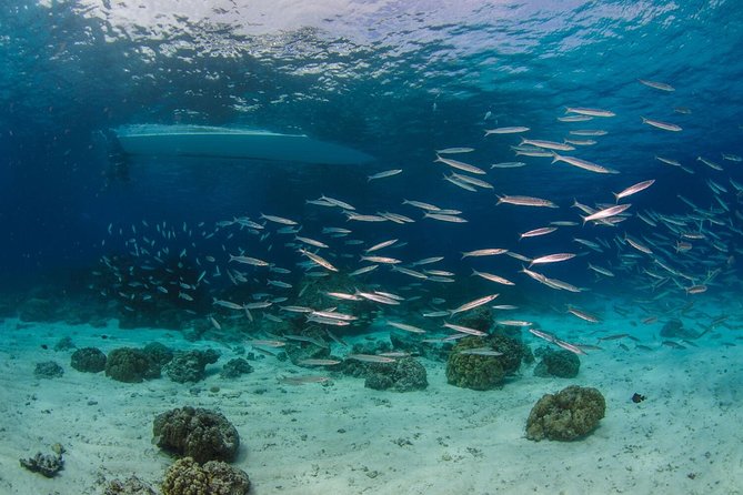 Try Diving in the Beautiful Andaman Sea - Common Questions