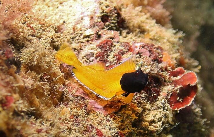 Try Diving in the Montgri Nature Reserve - Diving Experience Details