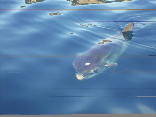 Try Diving in the Montgri Nature Reserve - Booking and Pricing